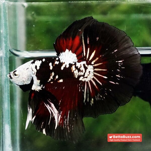 Betta fish Killer Shadow Vampire Black Star Samurai Helmet (Ultra Rare) HM - Image 3