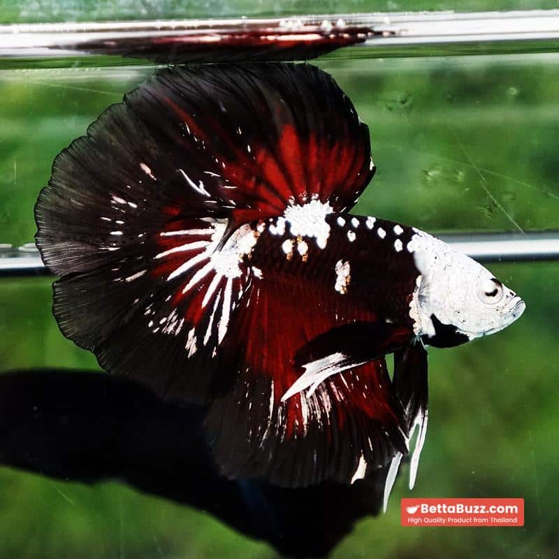 Betta fish Killer Shadow Vampire Black Star Samurai Helmet (Ultra Rare) HM - Image 6