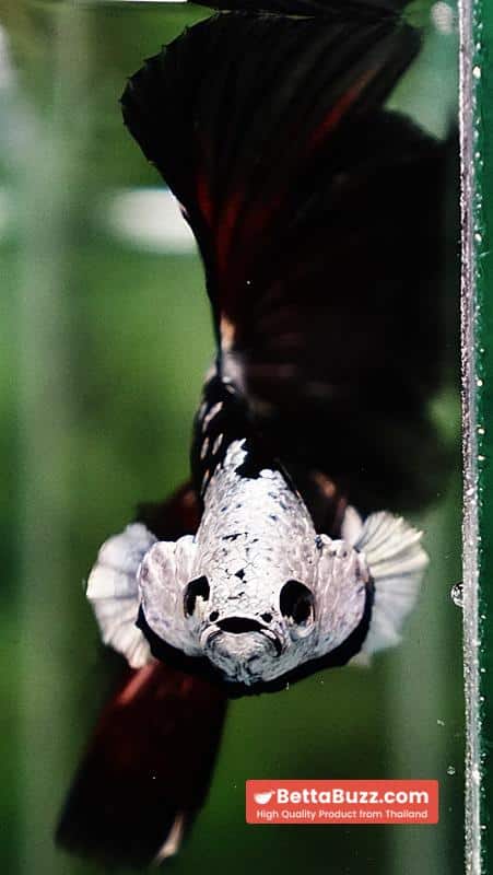 Betta fish Killer Shadow Vampire Black Star Samurai Helmet (Ultra Rare) HM - Image 7