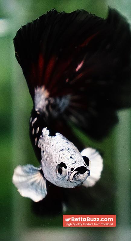Betta fish Killer Shadow Vampire Black Star Samurai Helmet (Ultra Rare) HM - Image 8