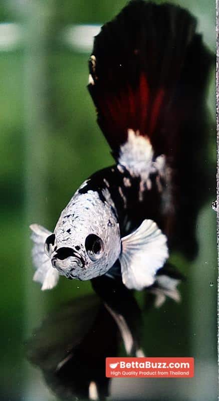 Betta fish Killer Shadow Vampire Black Star Samurai Helmet (Ultra Rare) HM - Image 9