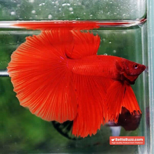 Betta fish Deep Super Red HM - Image 3