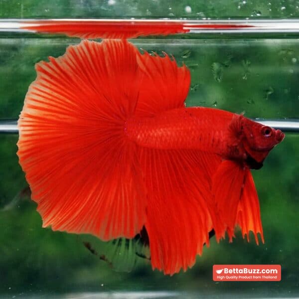 Betta fish Deep Super Red HM - Image 5