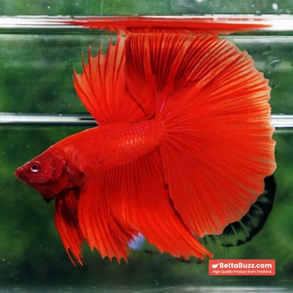 Betta fish Deep Super Red HM - Image 2