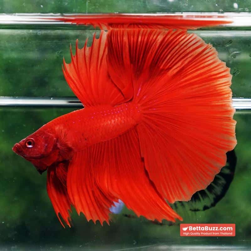 Betta fish Deep Super Red HM