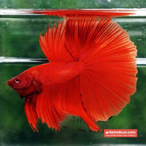 Betta fish Deep Super Red HM - Image 4