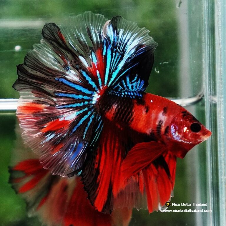 Betta fish Red Tiger Koi Star tail OHM