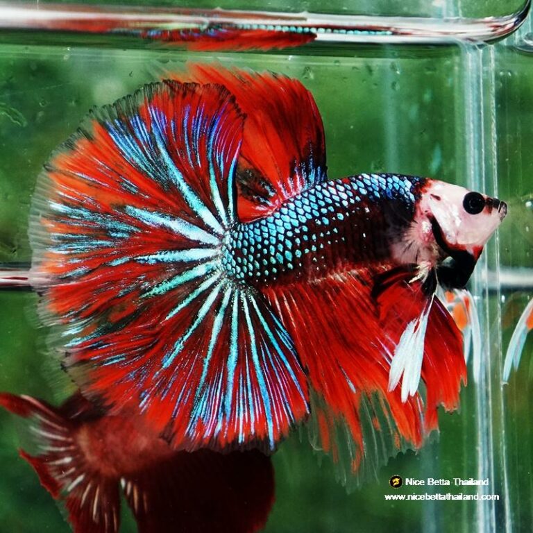 Betta fish Monkey face Red Devil Star OHM