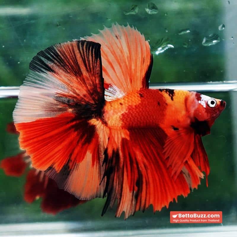 Betta fish Tiger Nemo on Fire Sky Hawk OHM - Image 4