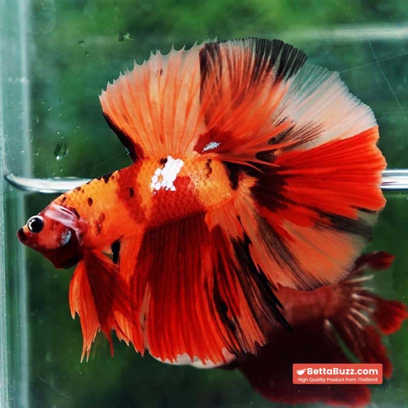 Betta fish Tiger Nemo on Fire Sky Hawk OHM - Image 3