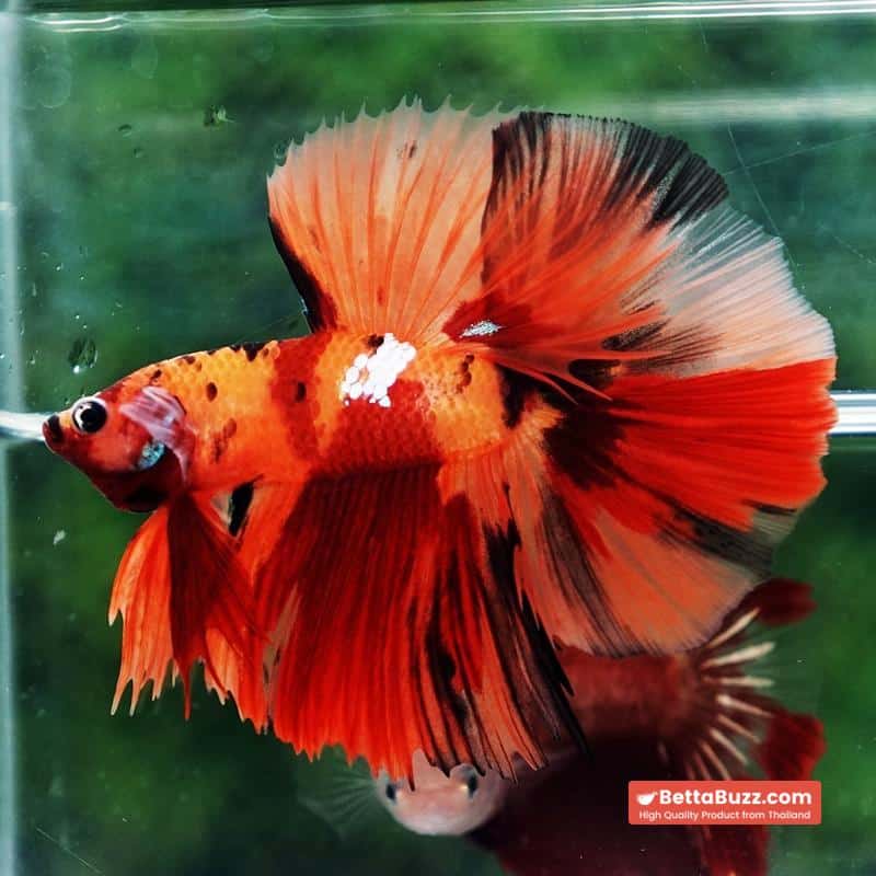 Betta fish Tiger Nemo on Fire Sky Hawk OHM - Image 5