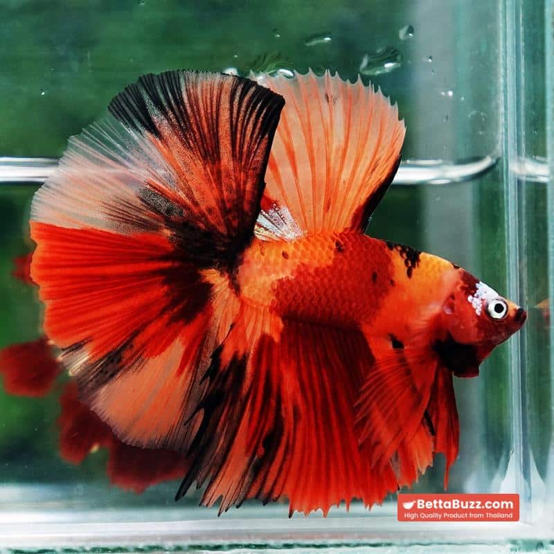 Betta fish Tiger Nemo on Fire Sky Hawk OHM - Image 2