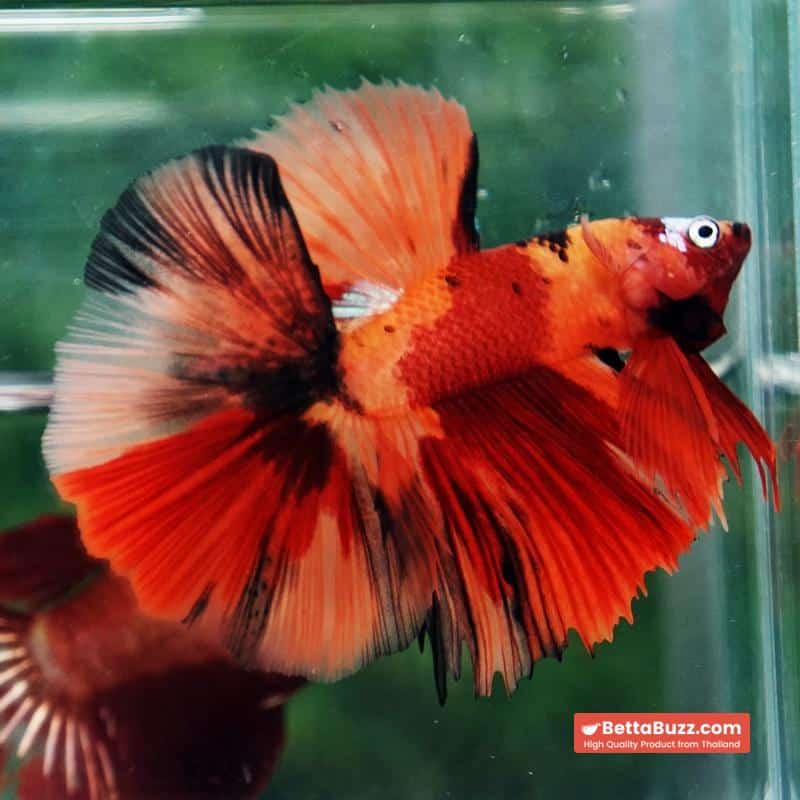 Betta fish Tiger Nemo on Fire Sky Hawk OHM - Image 6