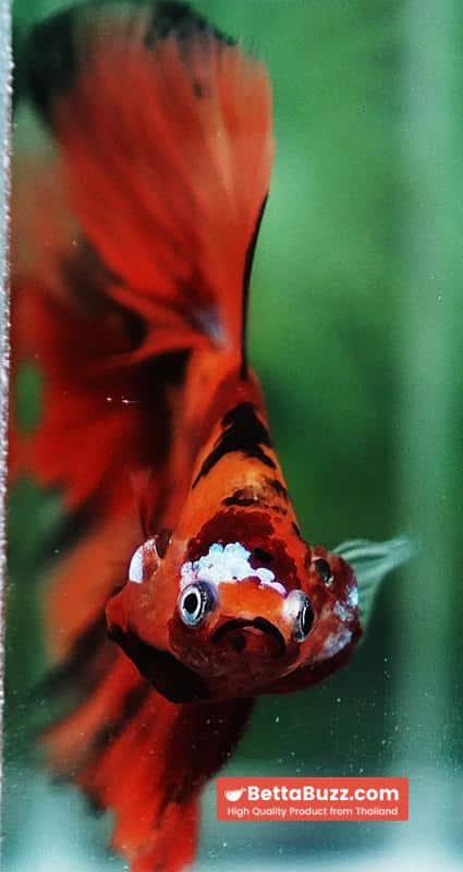Betta fish Tiger Nemo on Fire Sky Hawk OHM - Image 7