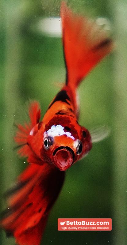 Betta fish Tiger Nemo on Fire Sky Hawk OHM - Image 8