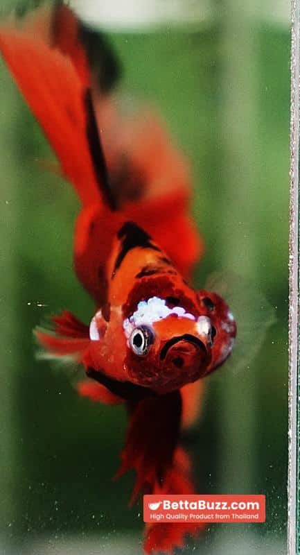 Betta fish Tiger Nemo on Fire Sky Hawk OHM - Image 9