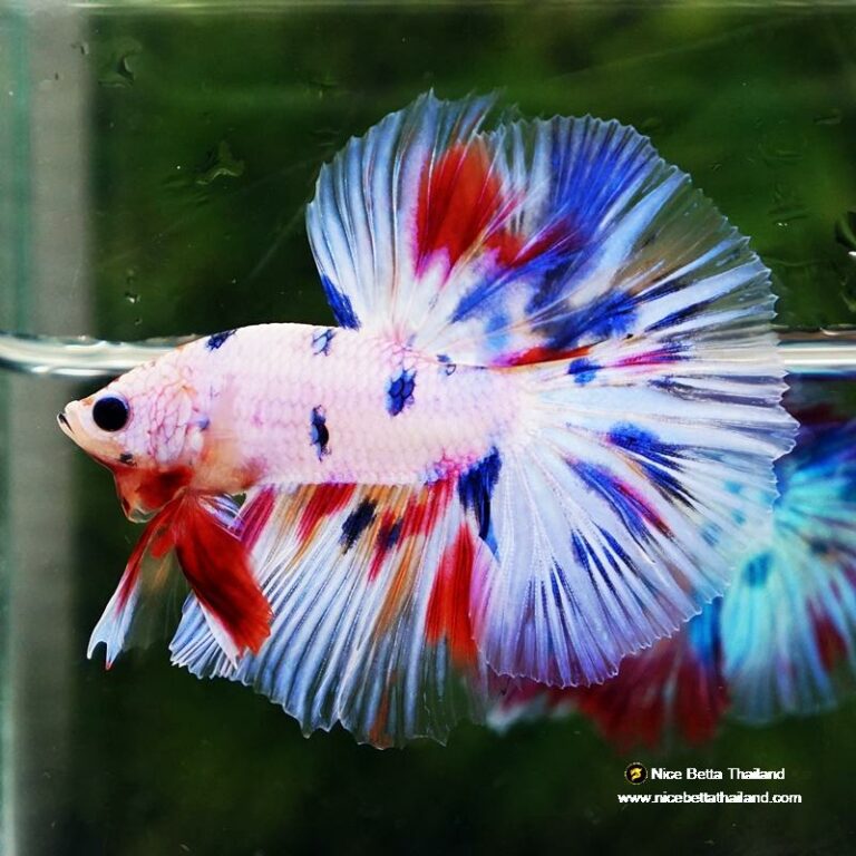 Betta fish Prince Fancy Rainbow Hawk OHM