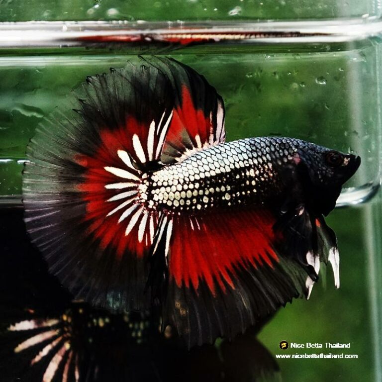 Betta fish Hell Copper Butterfly OHM