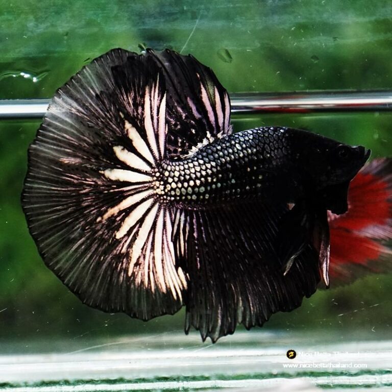 Betta fish Black Copper Dragon OHM