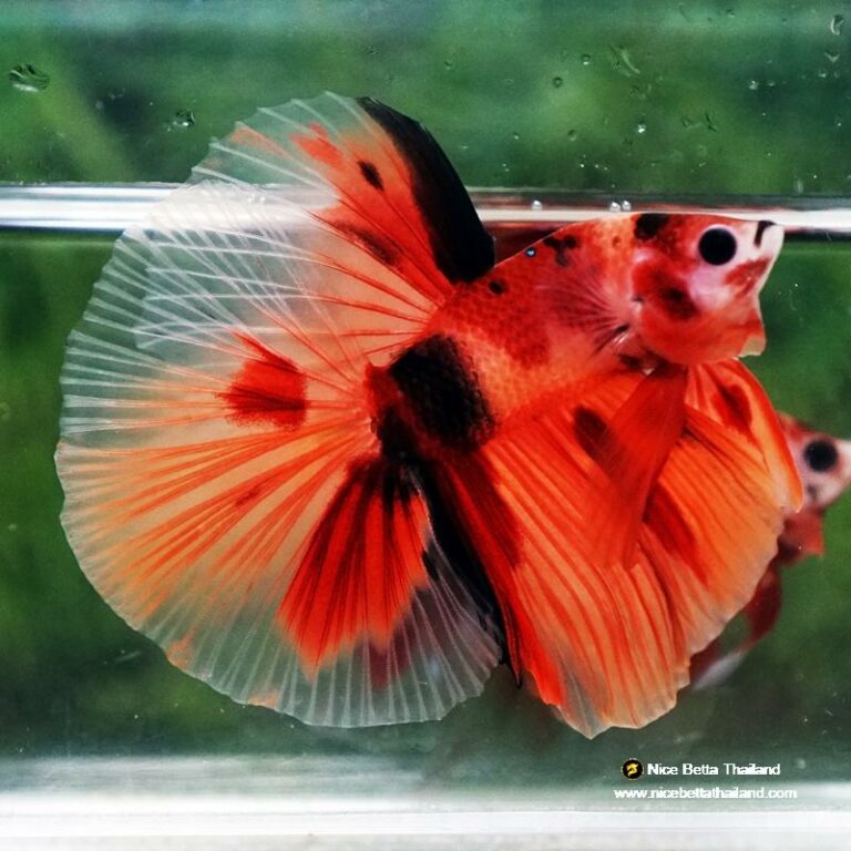 Betta fish Nemo Classic HM