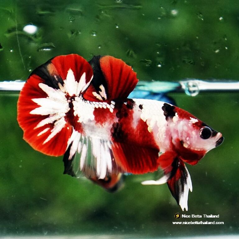 Betta fish Red Tuxedo Copper Koi OHMPK