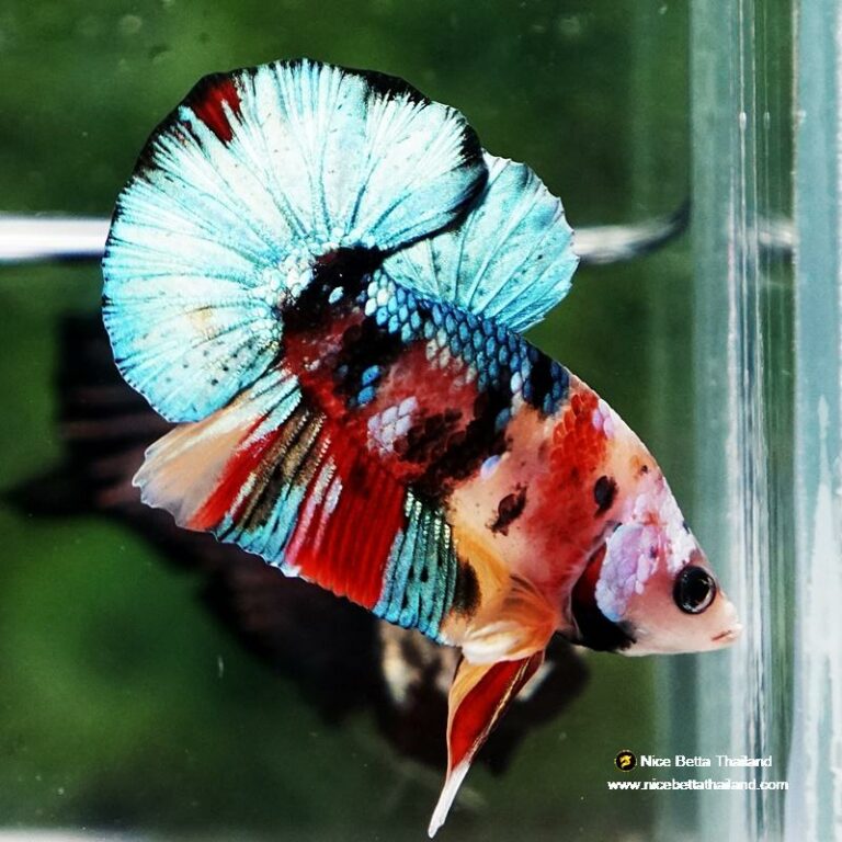 Betta fish Siam Candy Nemo OHMPK