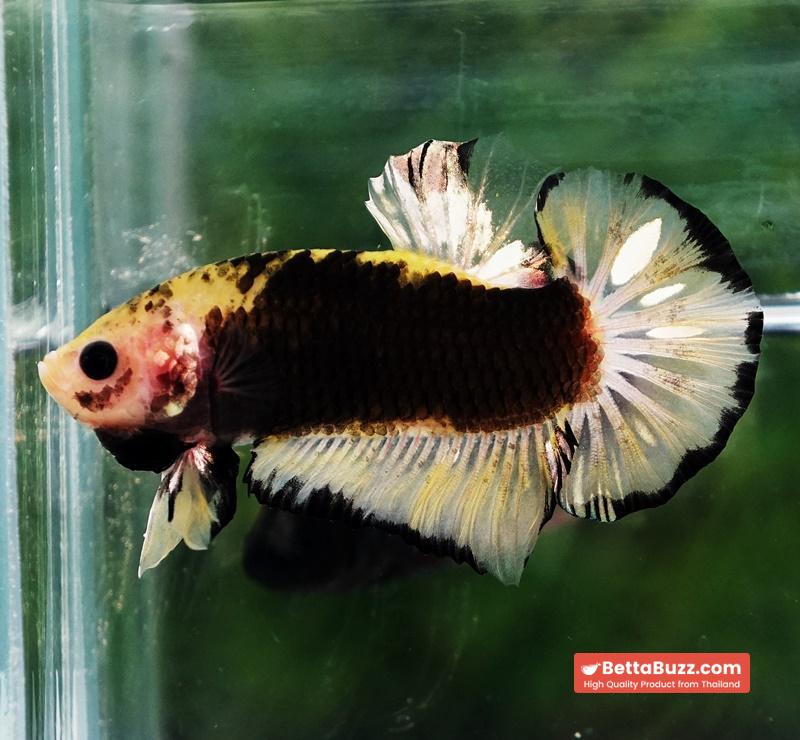 Betta fish Yellow Warrior Star (OHMPK)