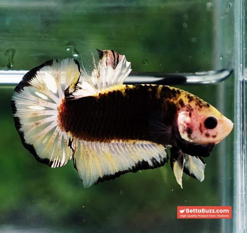 Betta fish Yellow Warrior Star (OHMPK) - Image 5