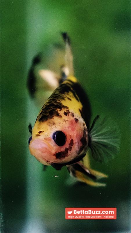 Betta fish Yellow Warrior Star (OHMPK) - Image 7