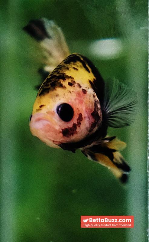 Betta fish Yellow Warrior Star (OHMPK) - Image 8