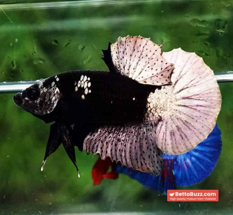 Betta fish Black Hole Copper Warrior HMPK - Image 3
