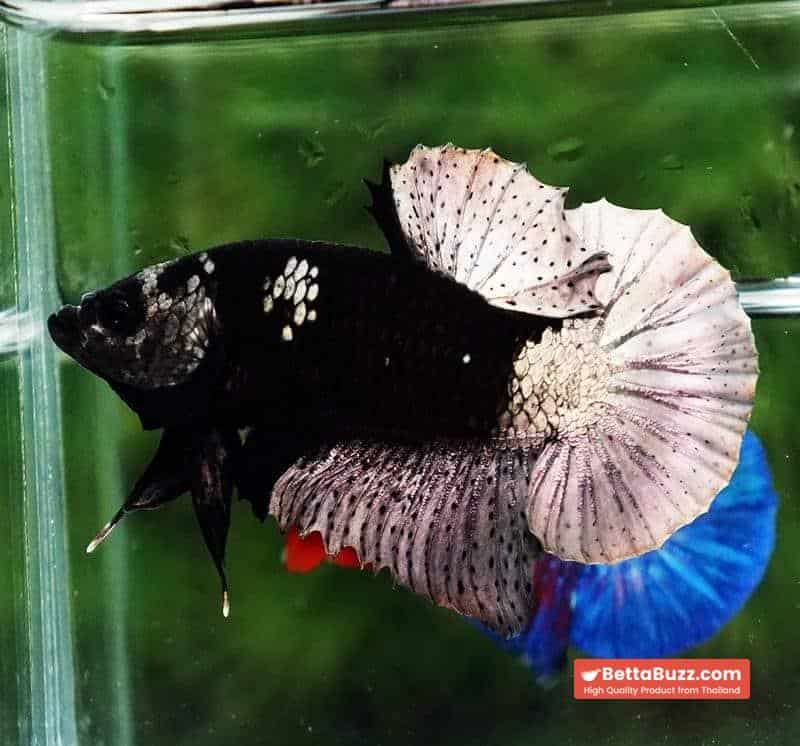 Betta fish Black Hole Copper Warrior HMPK - Image 5