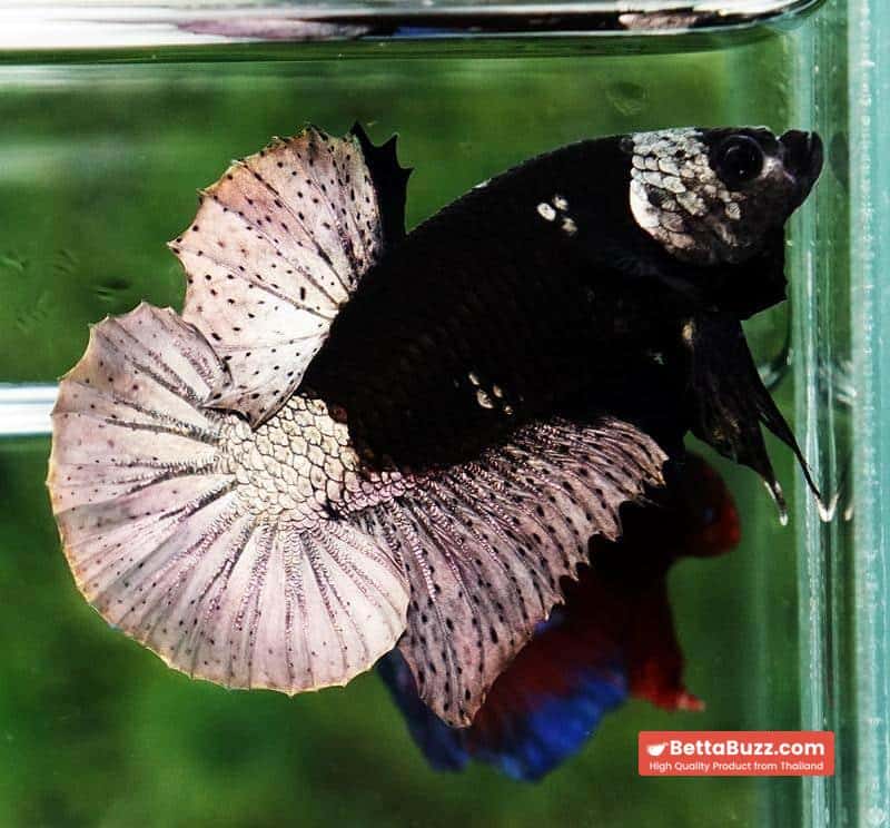 Betta fish Black Hole Copper Warrior HMPK - Image 2
