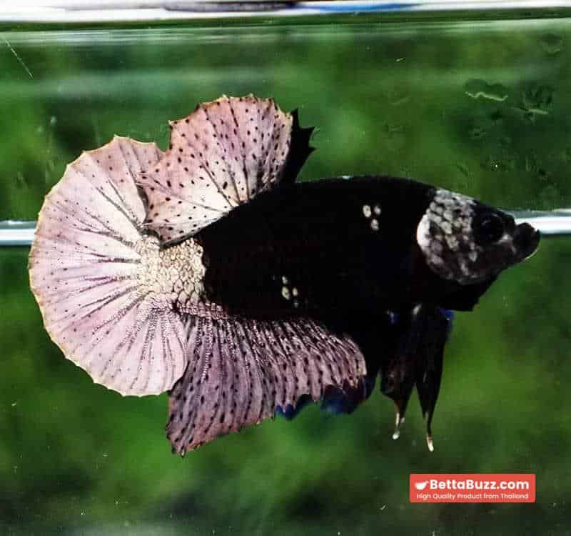 Betta fish Black Hole Copper Warrior HMPK - Image 4