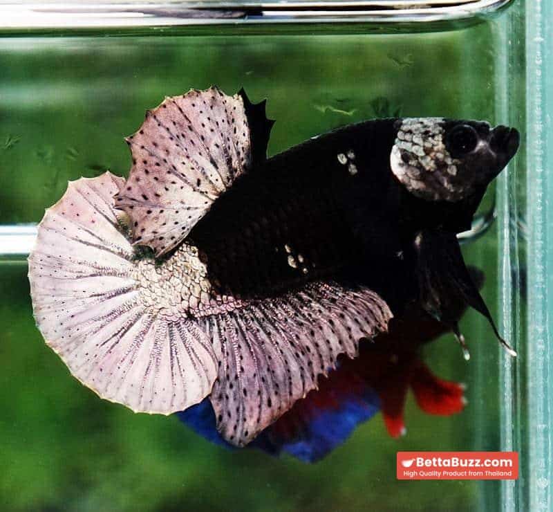 Betta fish Black Hole Copper Warrior HMPK - Image 6