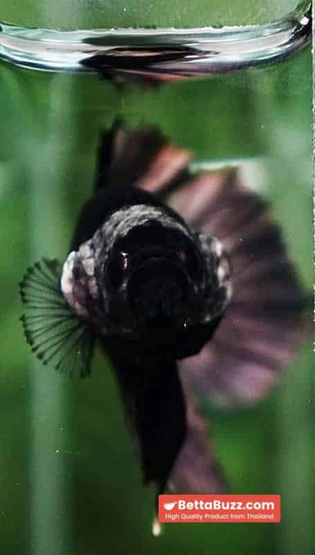 Betta fish Black Hole Copper Warrior HMPK - Image 7