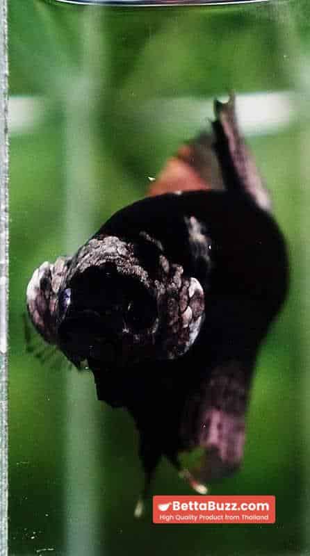 Betta fish Black Hole Copper Warrior HMPK - Image 8