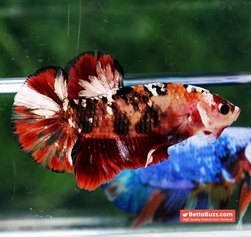 Betta fish Tiger Red Copper Koi HMPK - Image 3