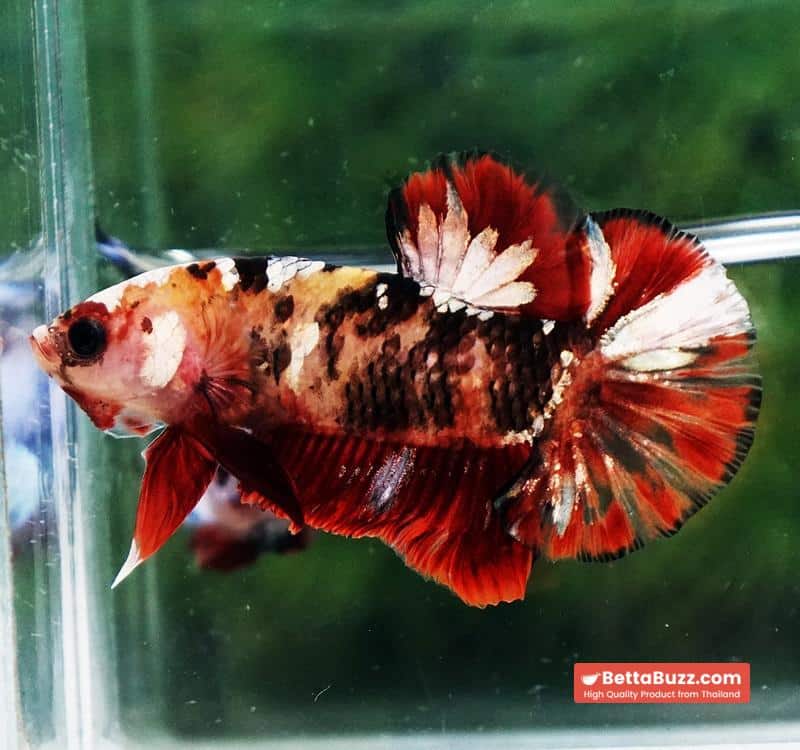 Betta fish Tiger Red Copper Koi HMPK - Image 2