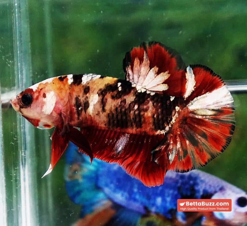 Betta fish Tiger Red Copper Koi HMPK - Image 4