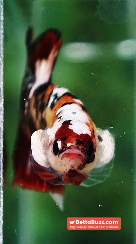 Betta fish Tiger Red Copper Koi HMPK - Image 5