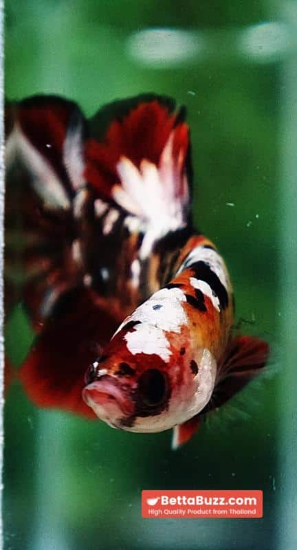 Betta fish Tiger Red Copper Koi HMPK - Image 6