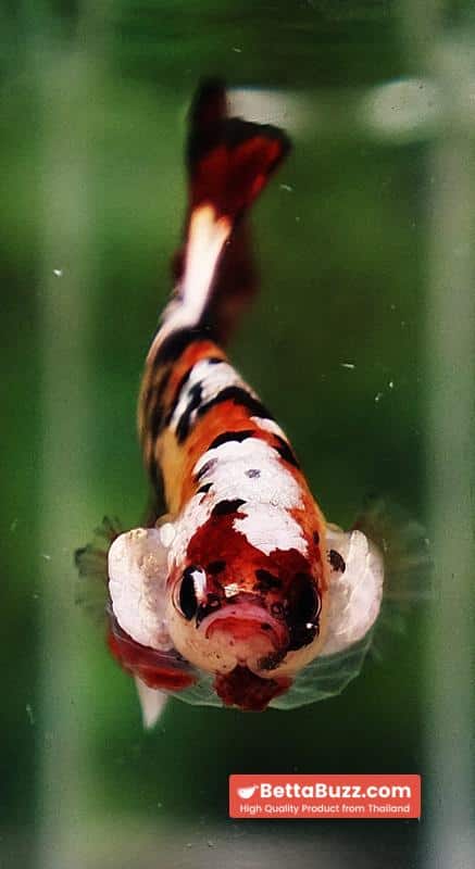 Betta fish Tiger Red Copper Koi HMPK - Image 7