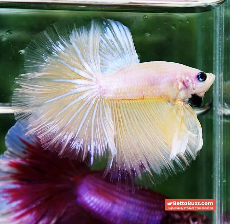 Betta fish Moon Dancer Star HM - Image 2