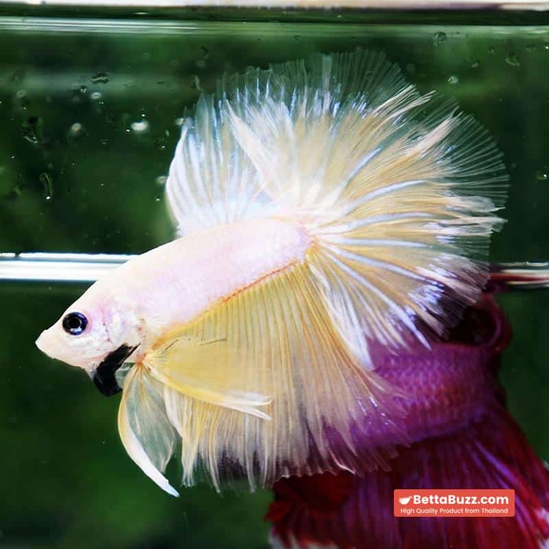 Betta fish Moon Dancer Star HM - Image 3