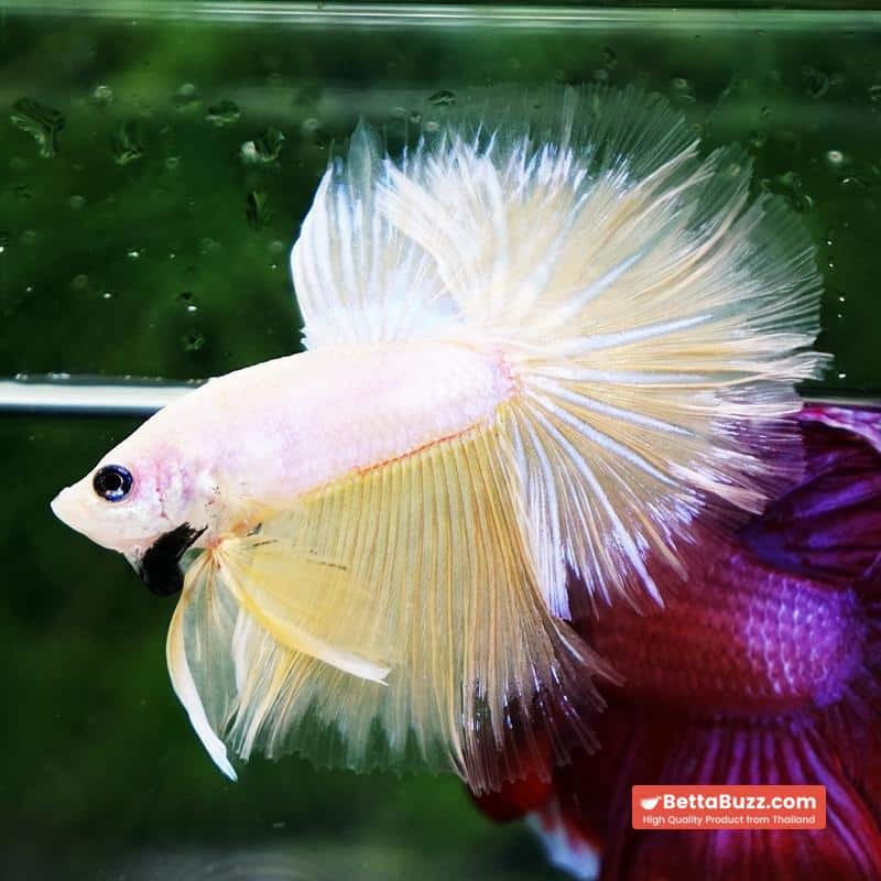 Betta fish Moon Dancer Star HM - Image 5