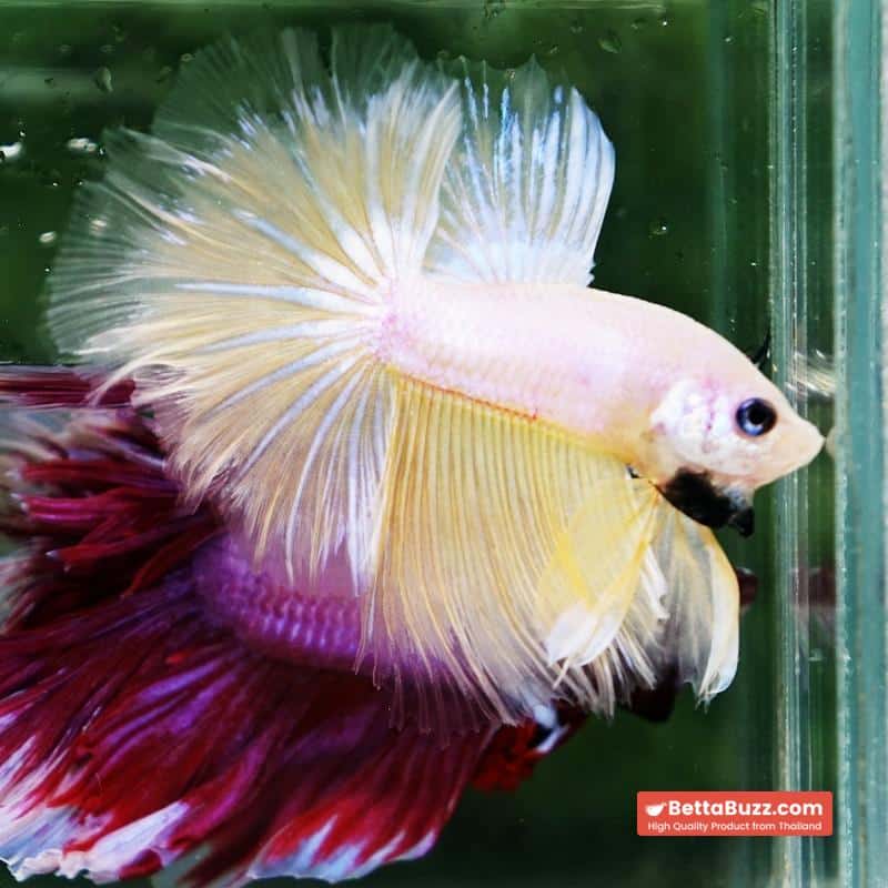 Betta fish Moon Dancer Star HM - Image 4