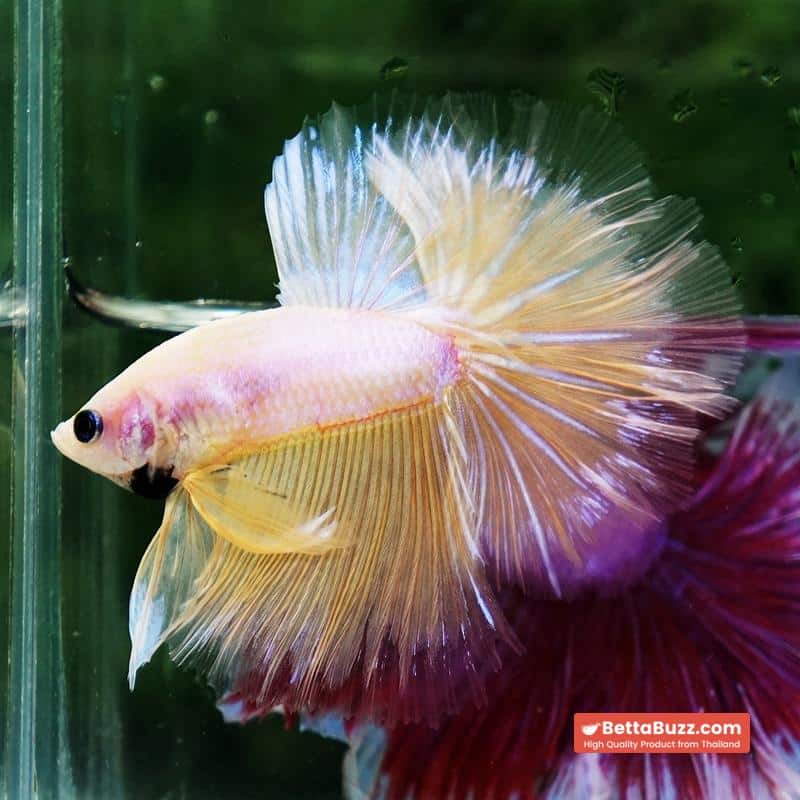 Betta fish Moon Dancer Star HM - Image 6