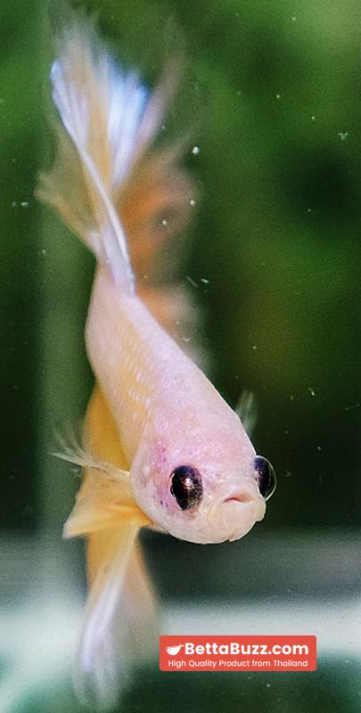 Betta fish Moon Dancer Star HM - Image 7