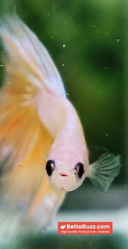 Betta fish Moon Dancer Star HM - Image 8